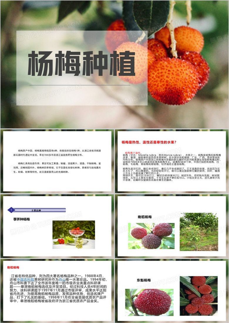 简约风杨梅种植栽培技术PPT模板