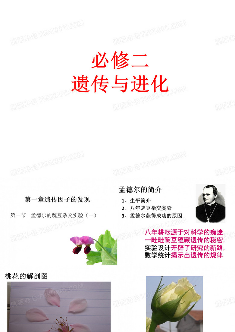 豌豆
