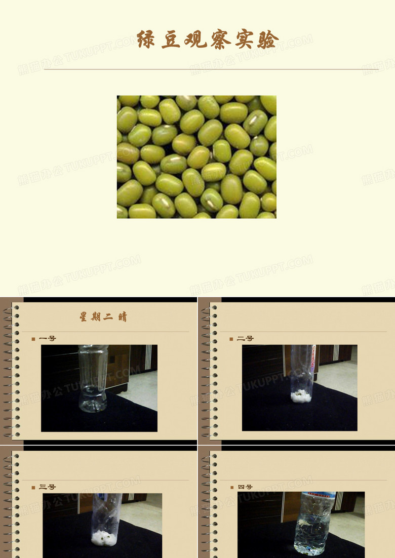 绿豆观察实验