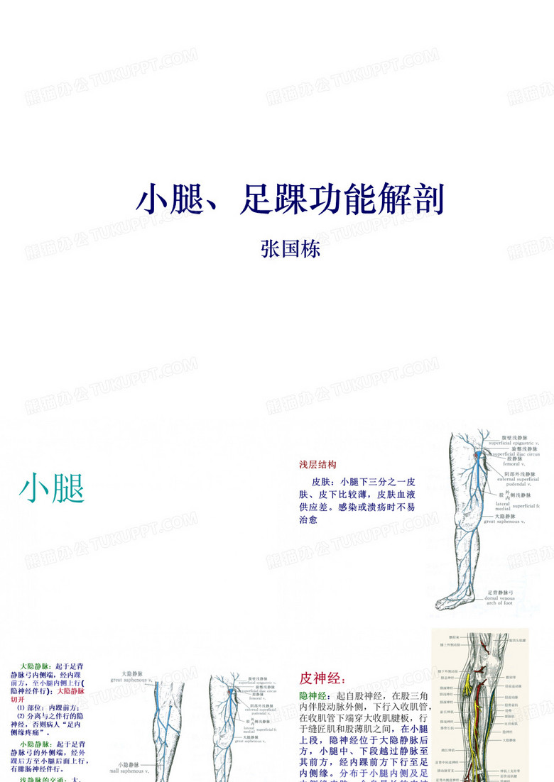 医学-足踝部解剖讲课