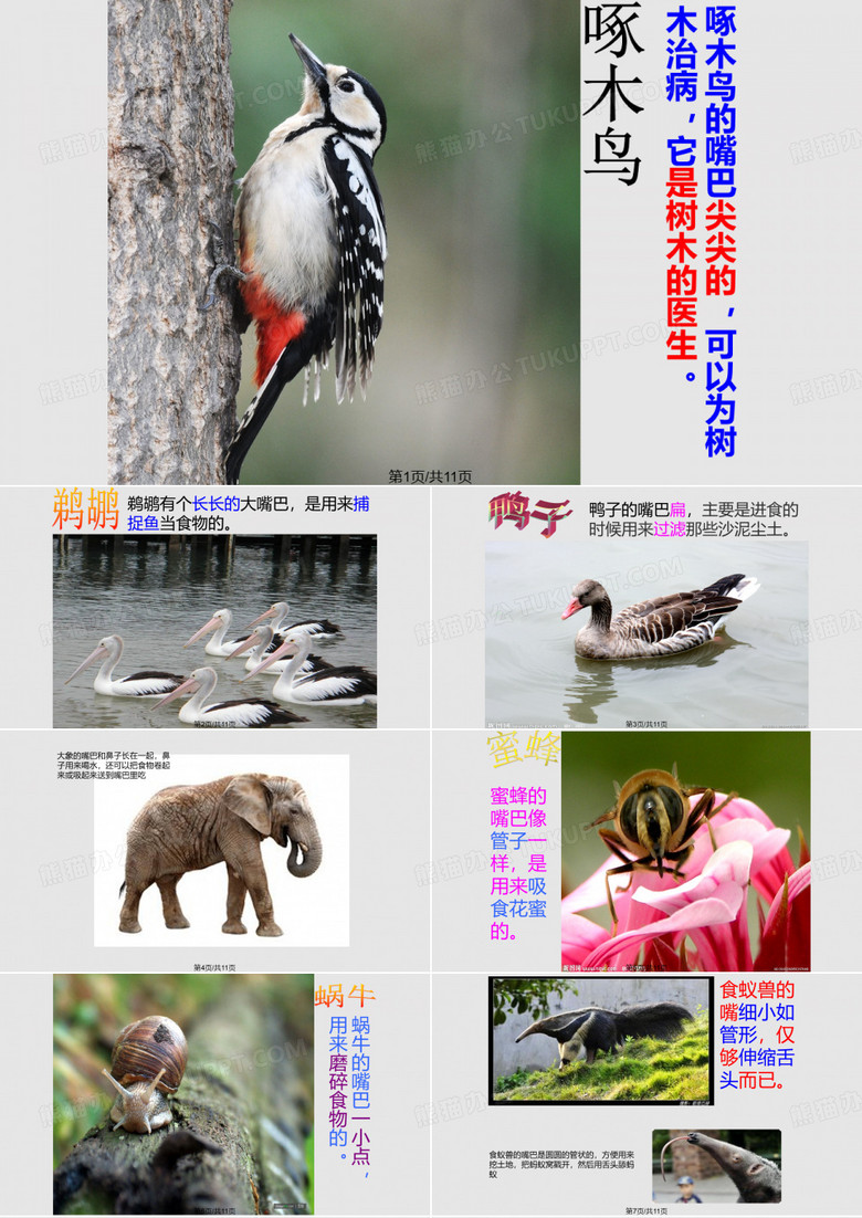 科学动物的嘴巴PPT课件