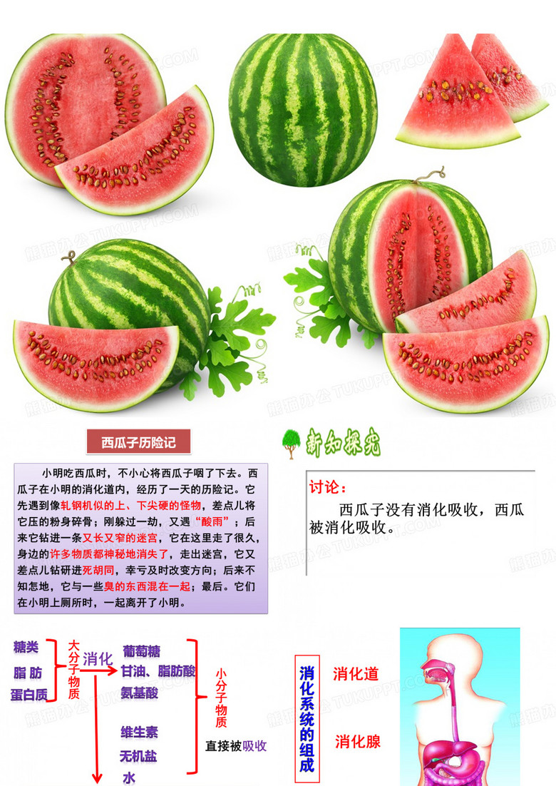 消化和吸收