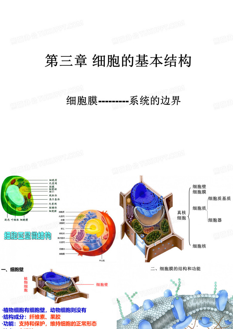 细胞膜