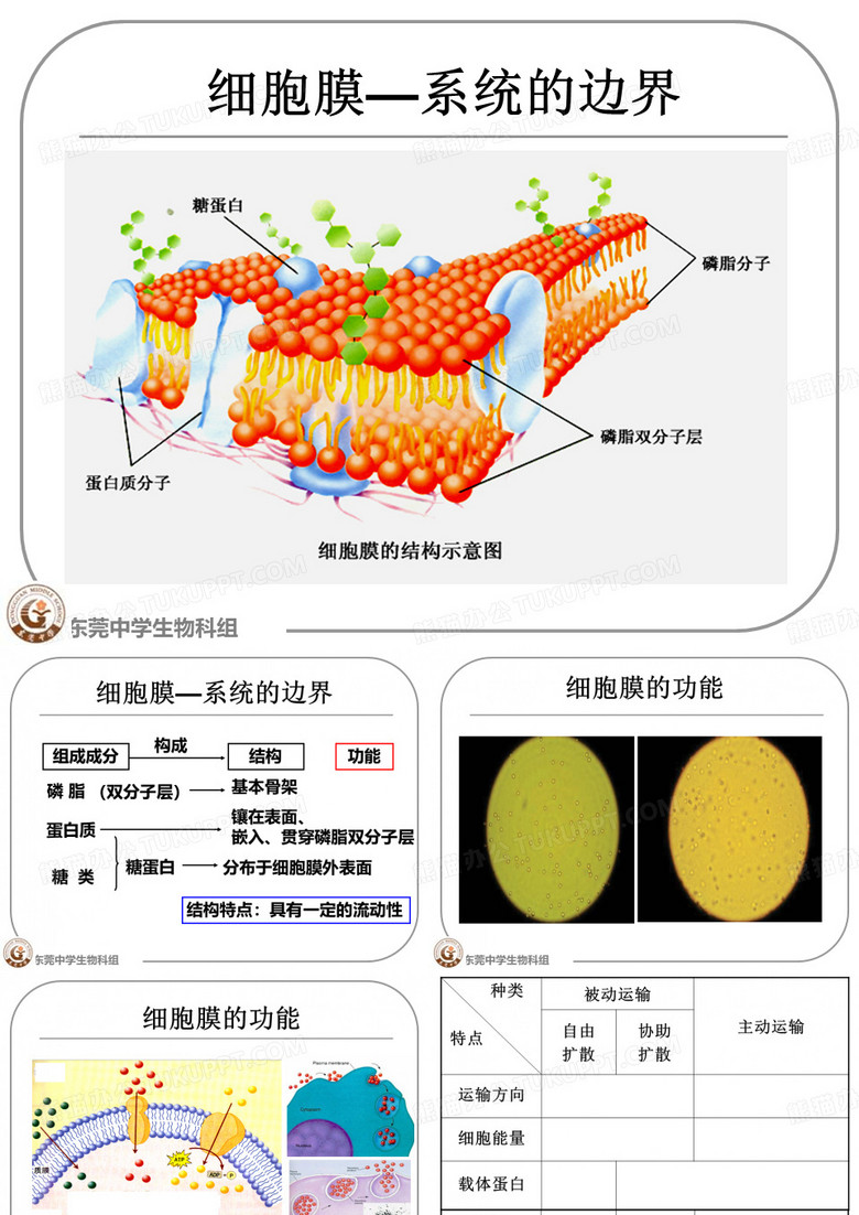 细胞膜的功能