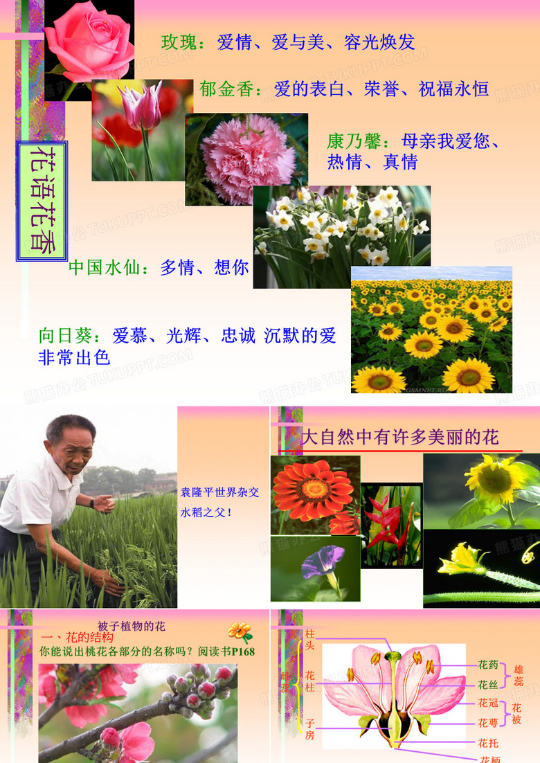 花的结构