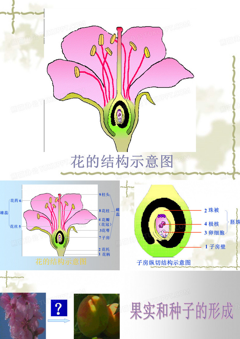 花的结构