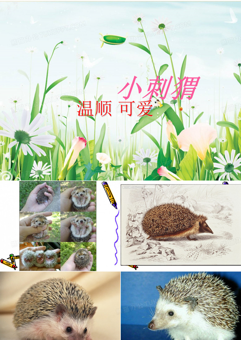 小刺猬