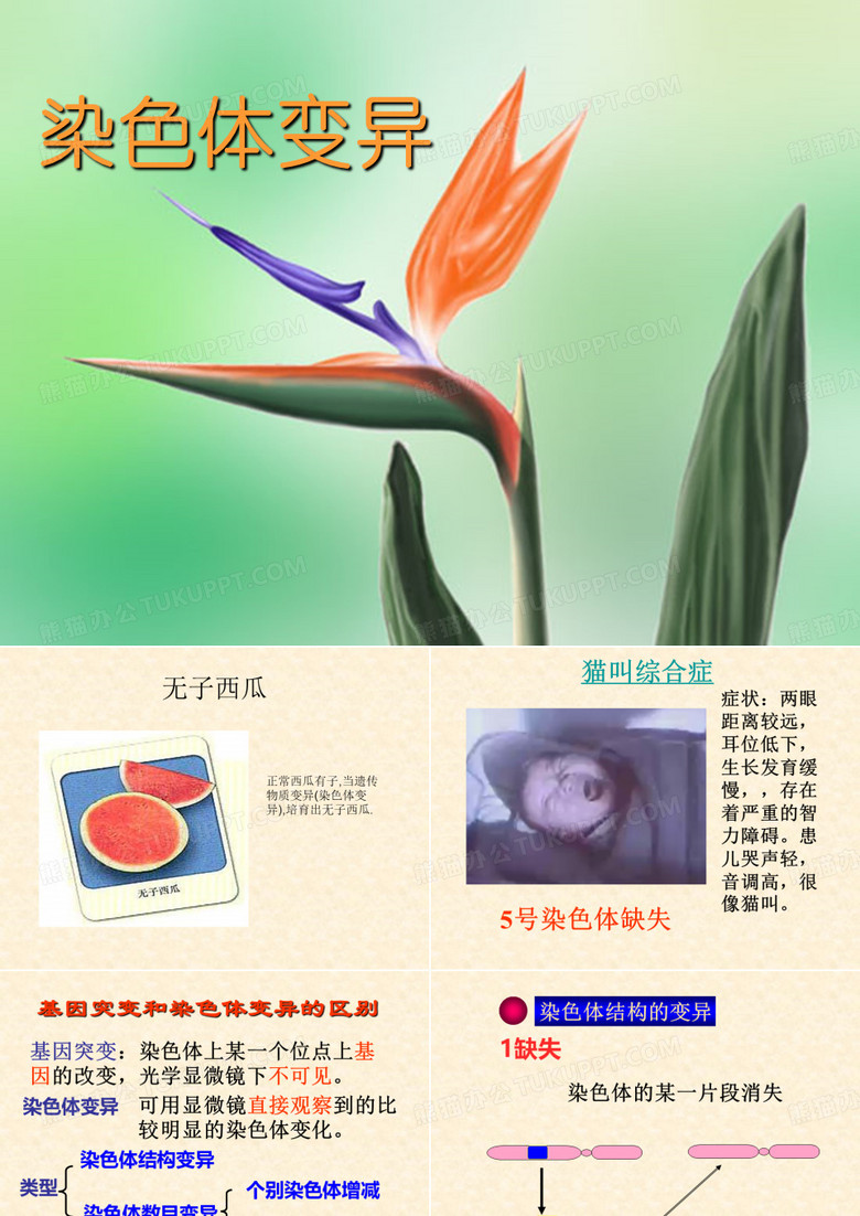 染色体变异