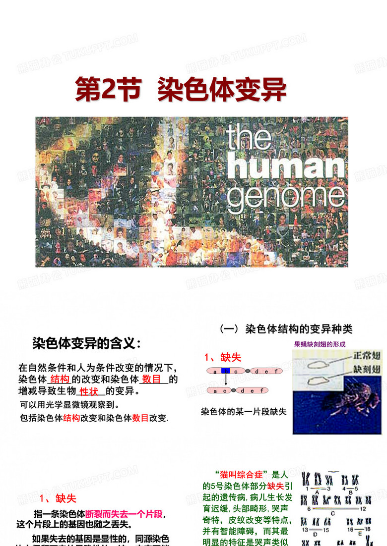 染色体变异