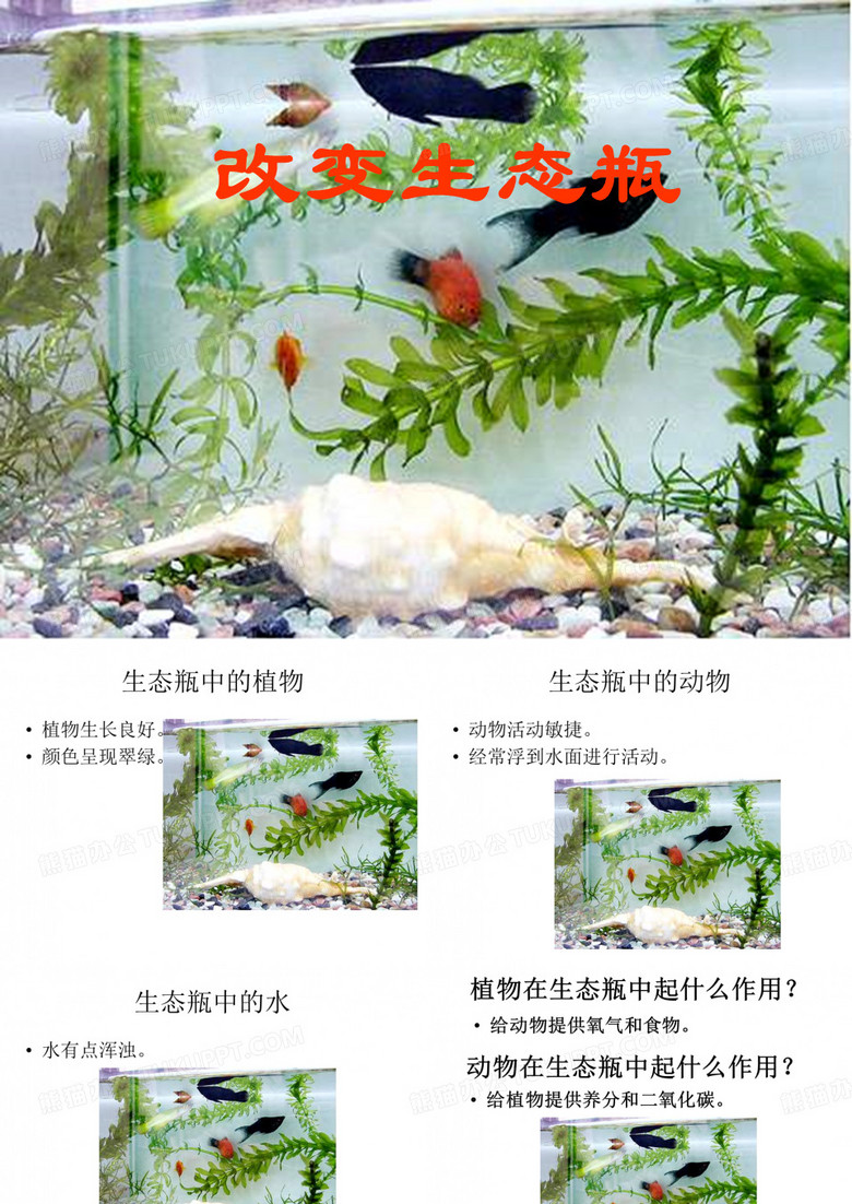 《改变生态瓶》