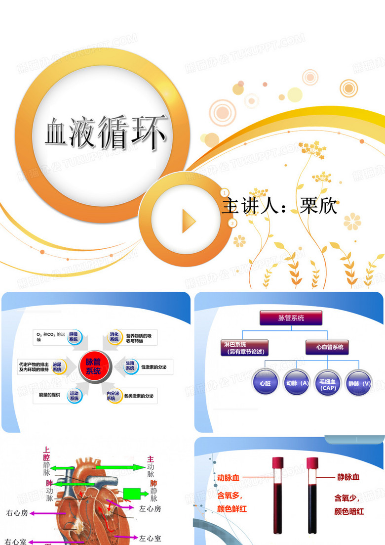 脉管系统解剖