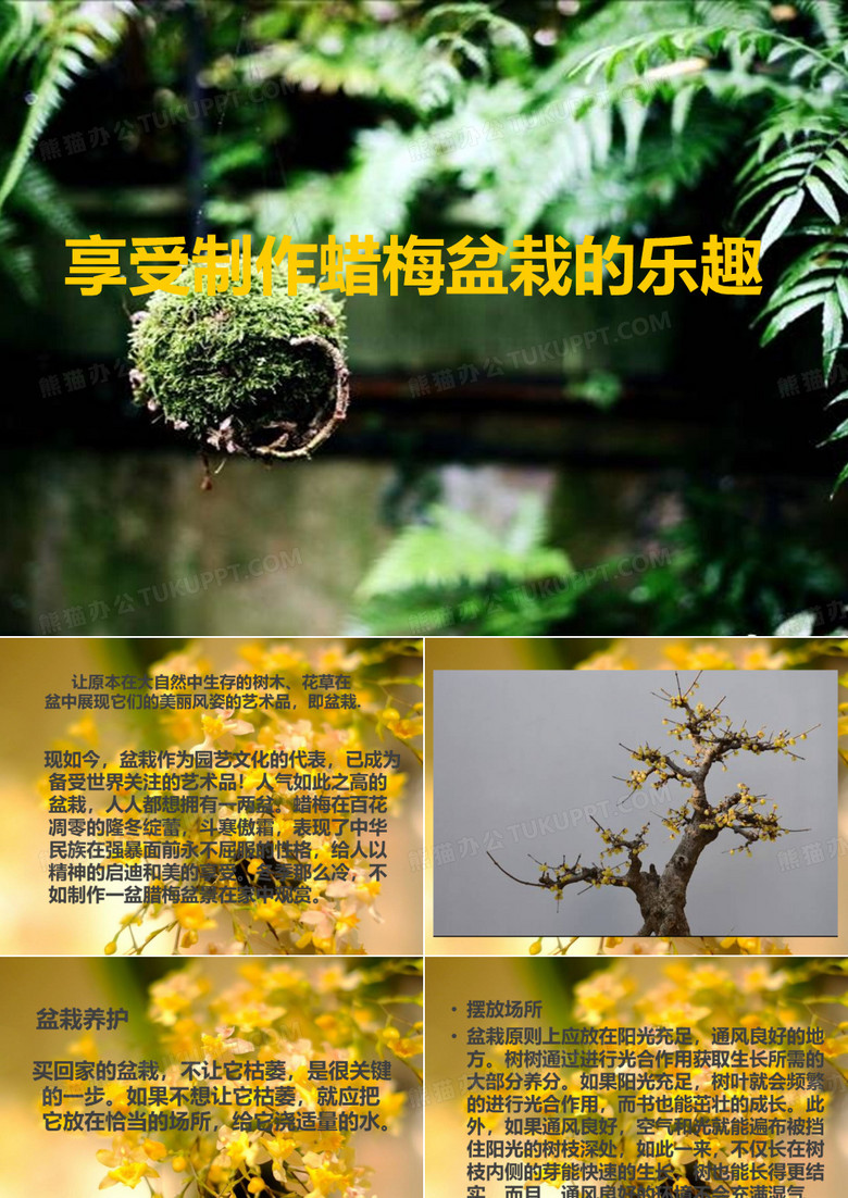 腊梅盆栽DIY