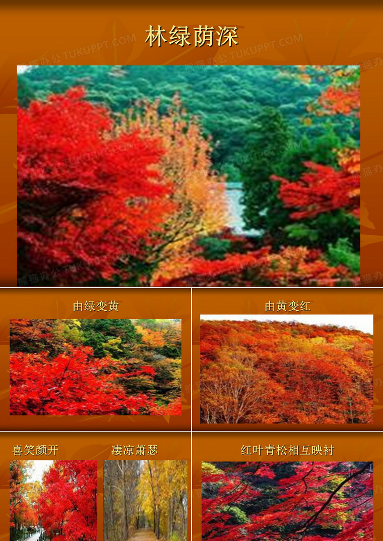 香山红叶的课件