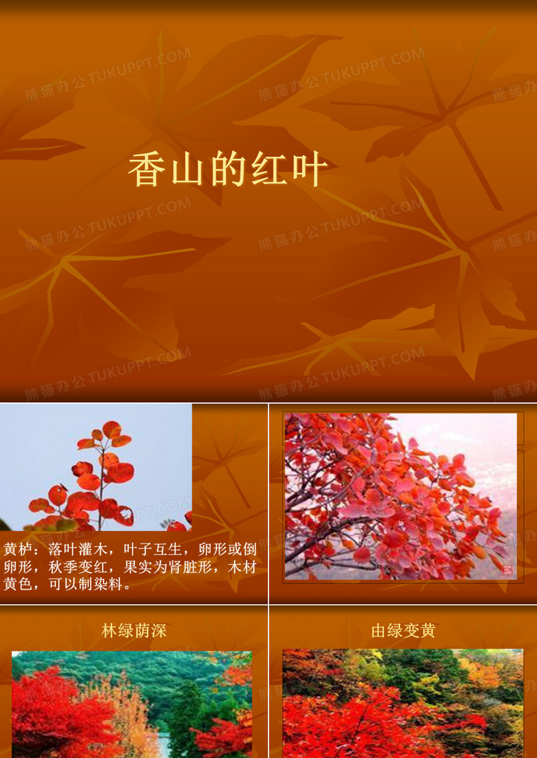 香山红叶PPT课件
