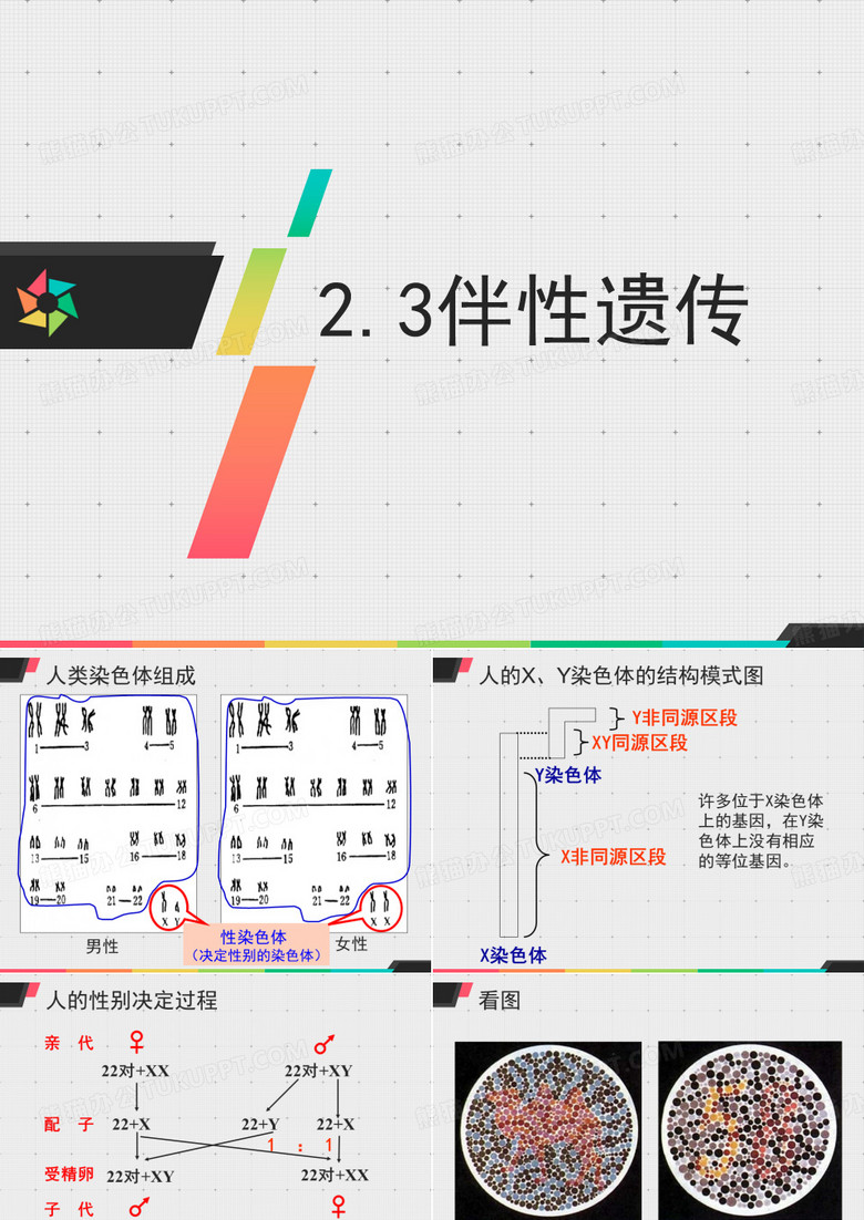 伴性遗传