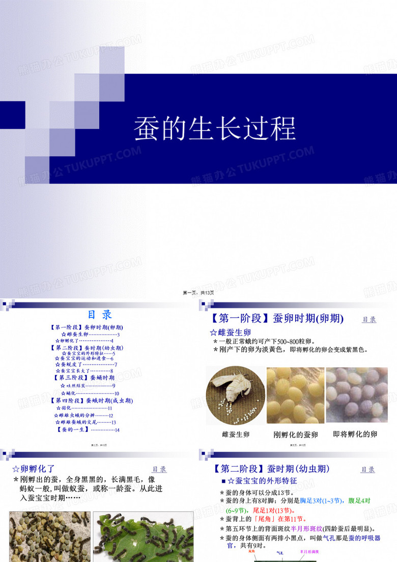 蚕的生长过程课件