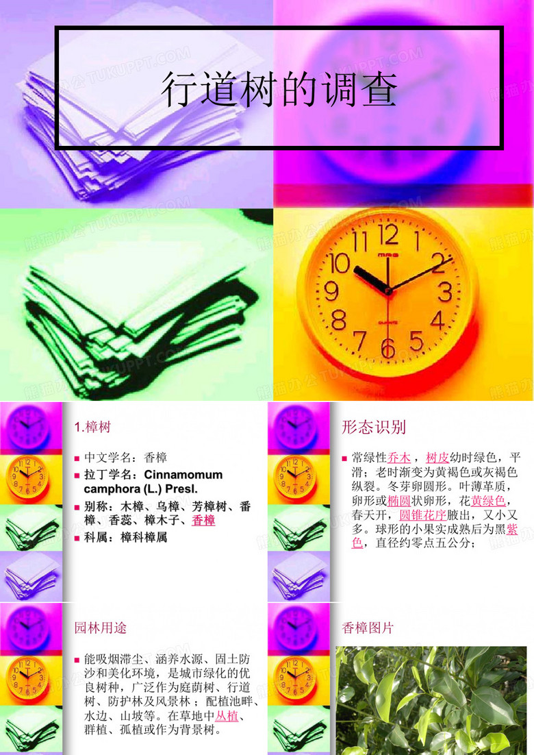 行道树的调查