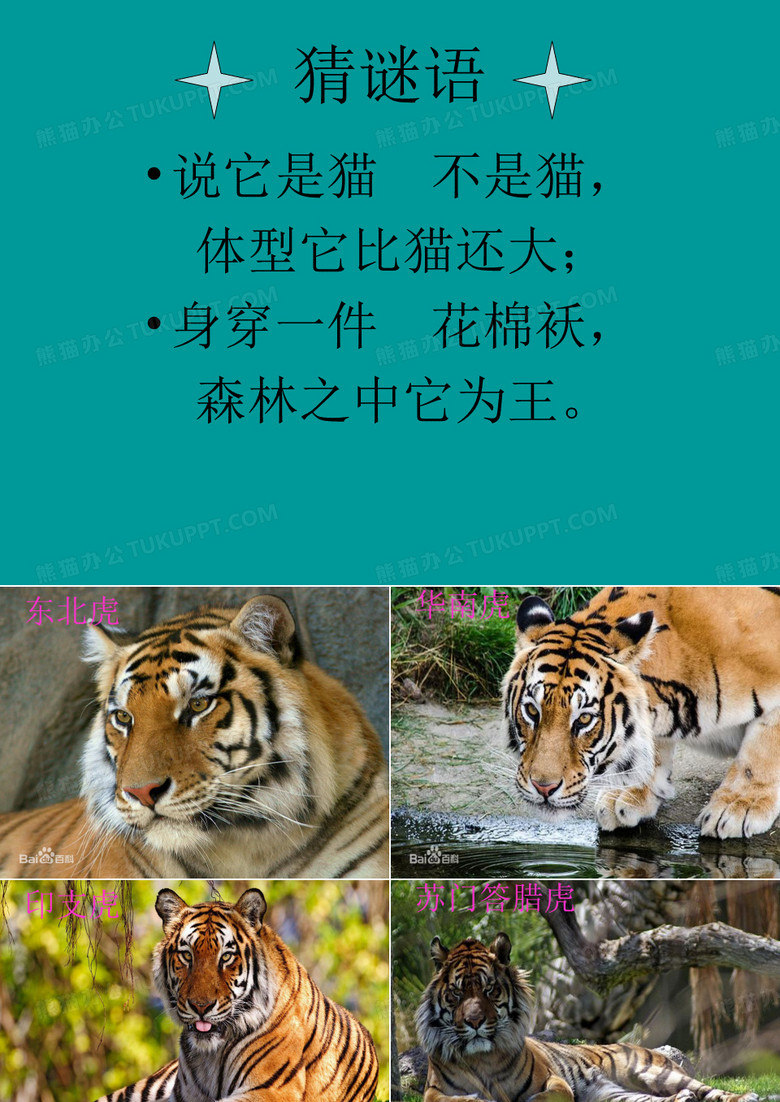两只老虎课件