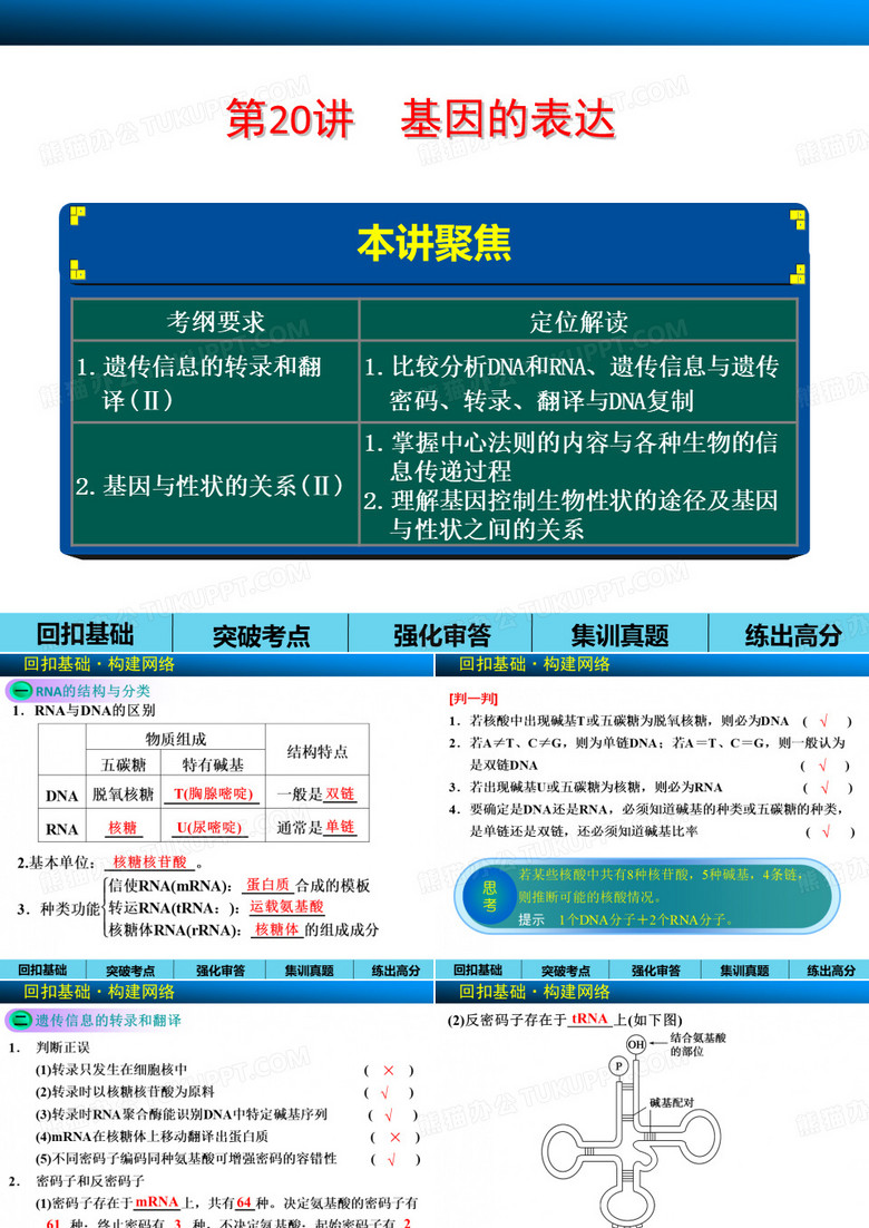 基因的表达