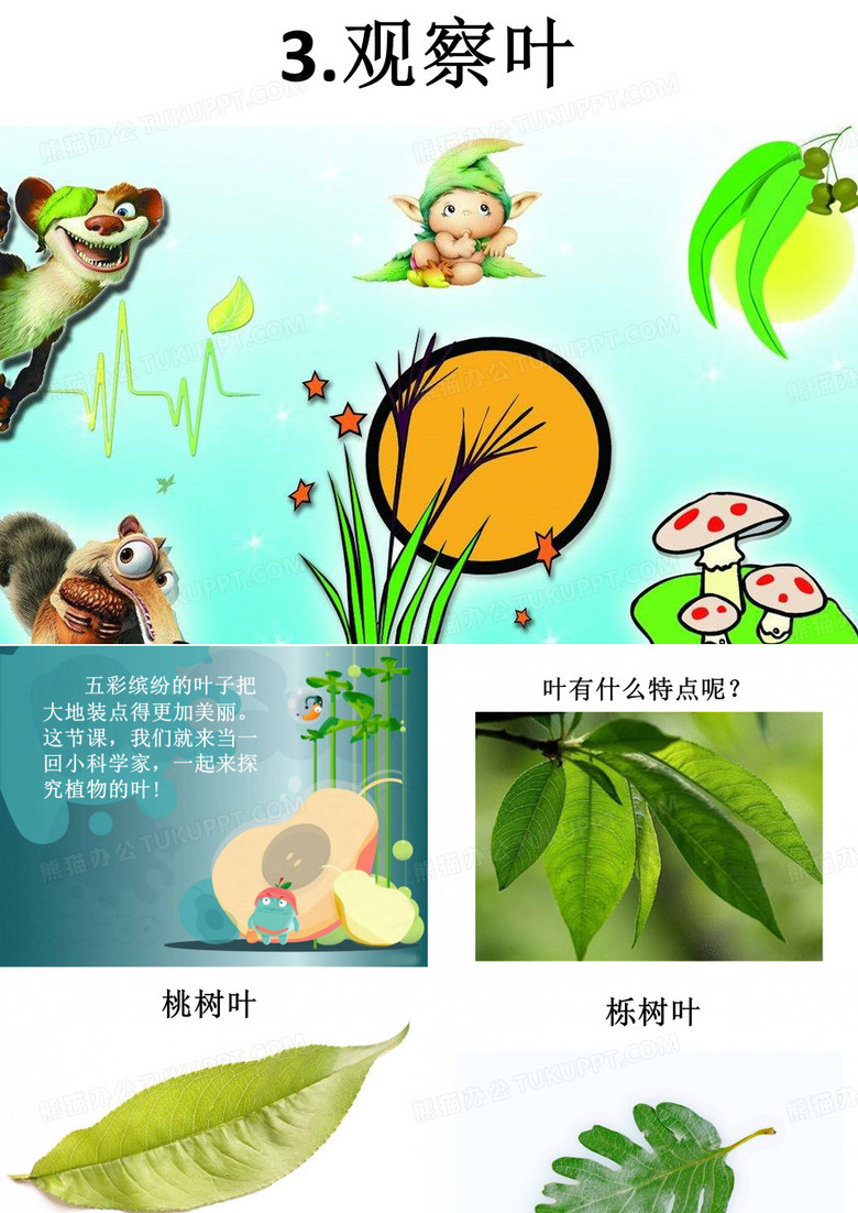 观察叶
