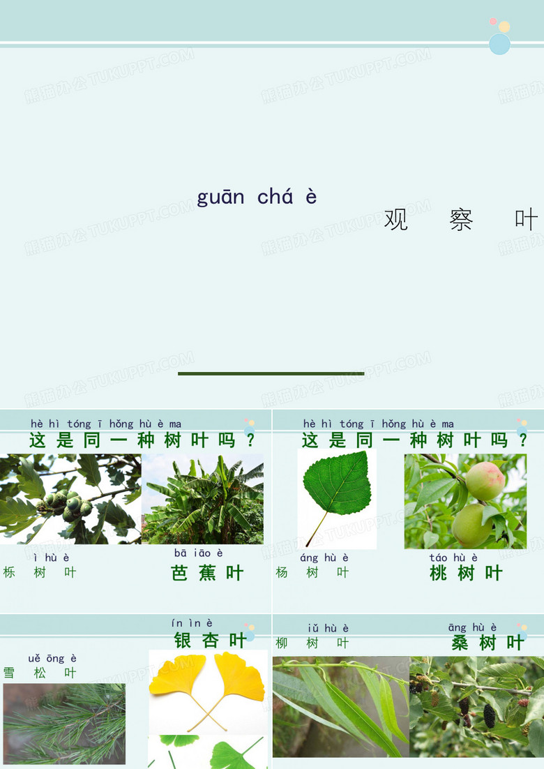 观察叶 -完整版PPT课件