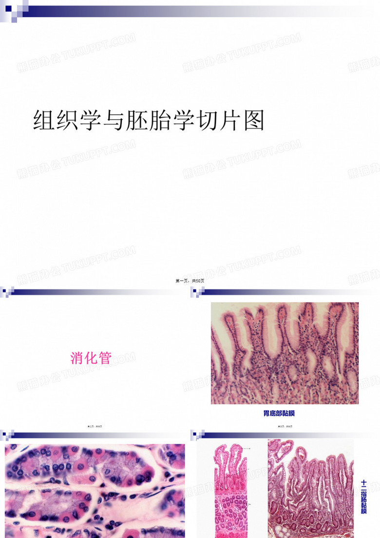组织学与胚胎学切片图