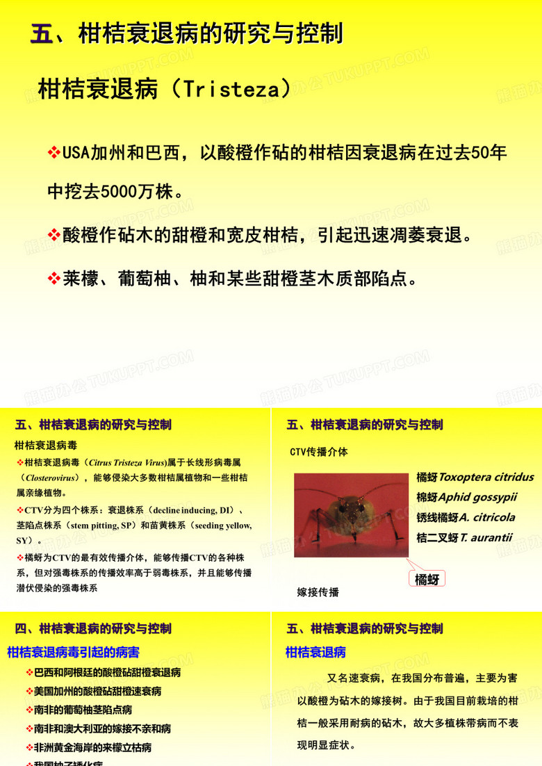 柑橘衰退病