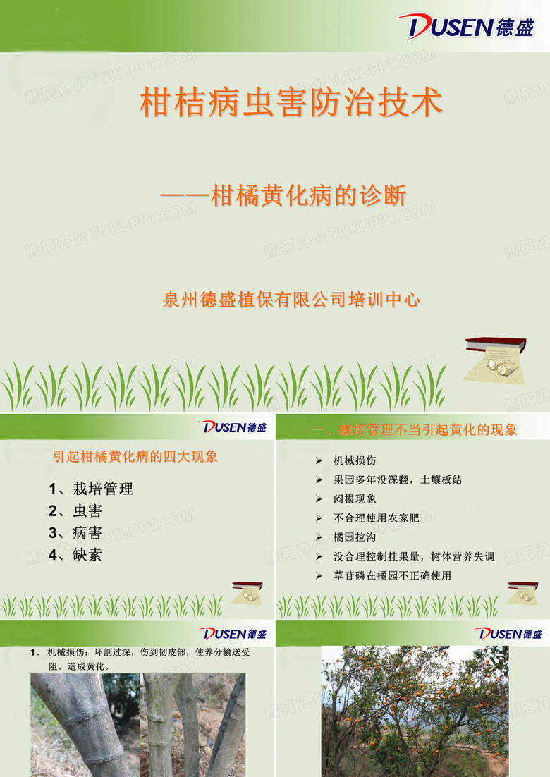 柑橘黄化病