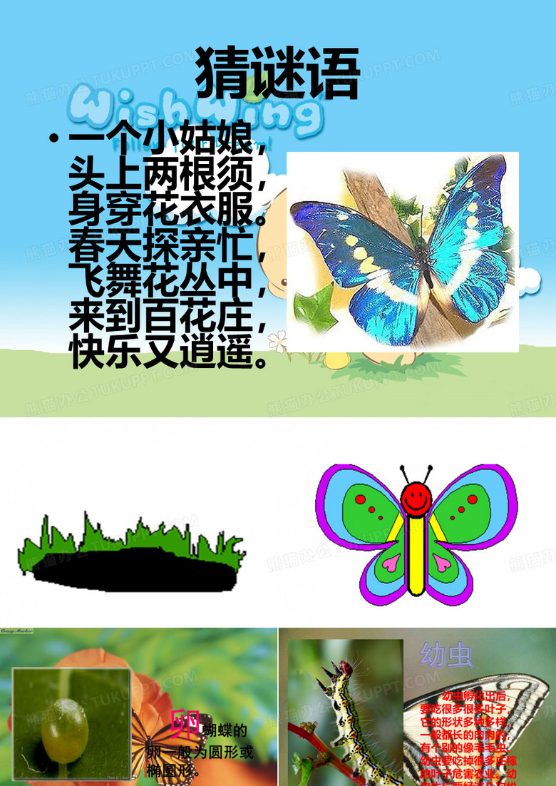 美丽的蝴蝶