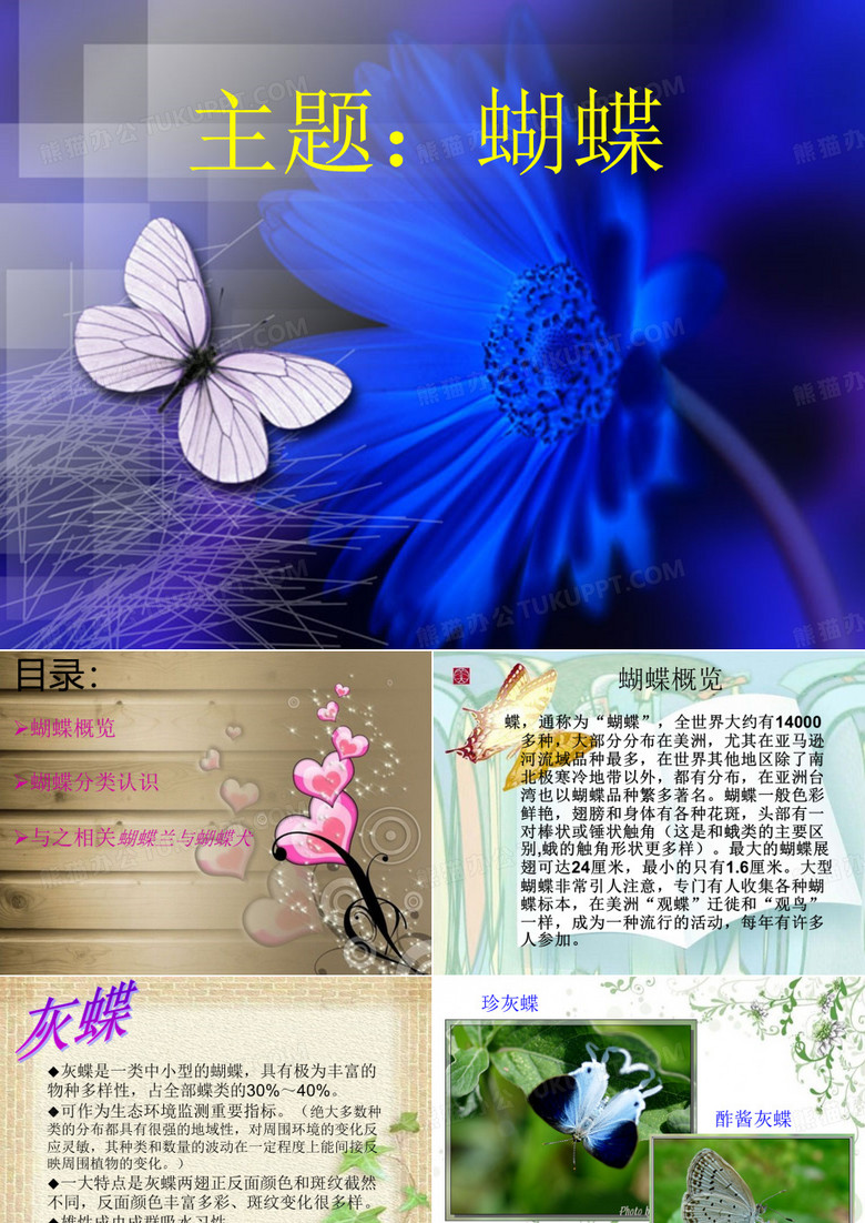 美丽的蝴蝶