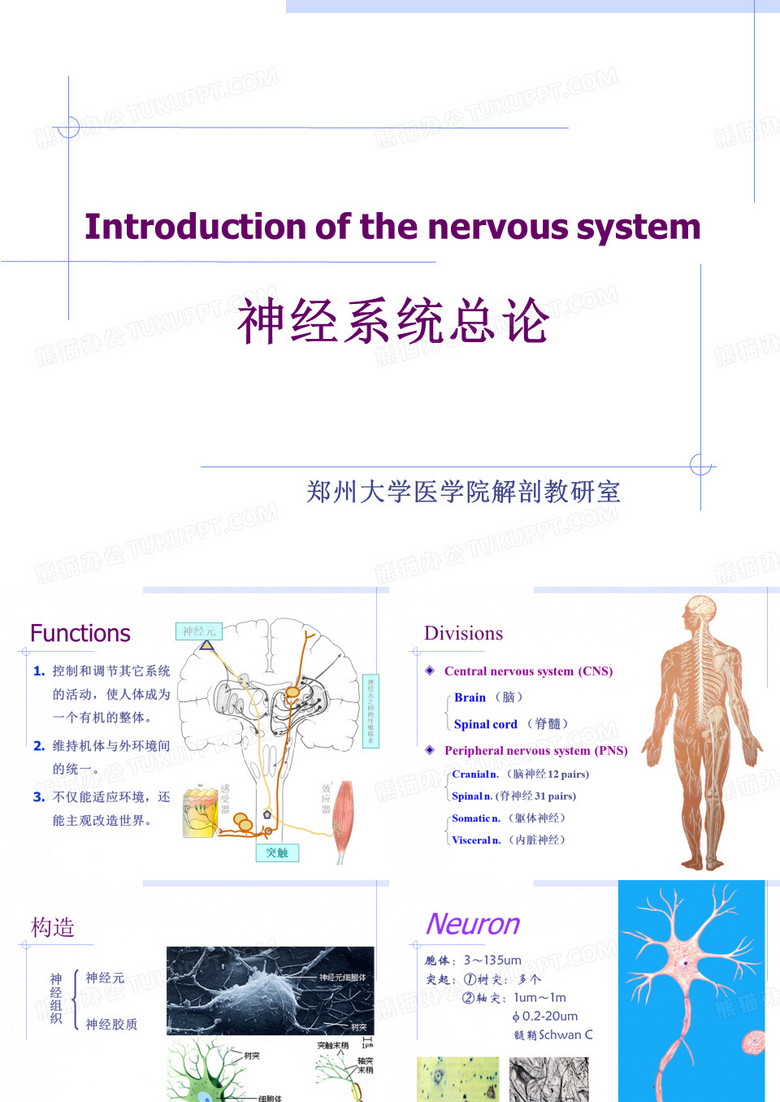 神经系统总论(郑州大学医学院)