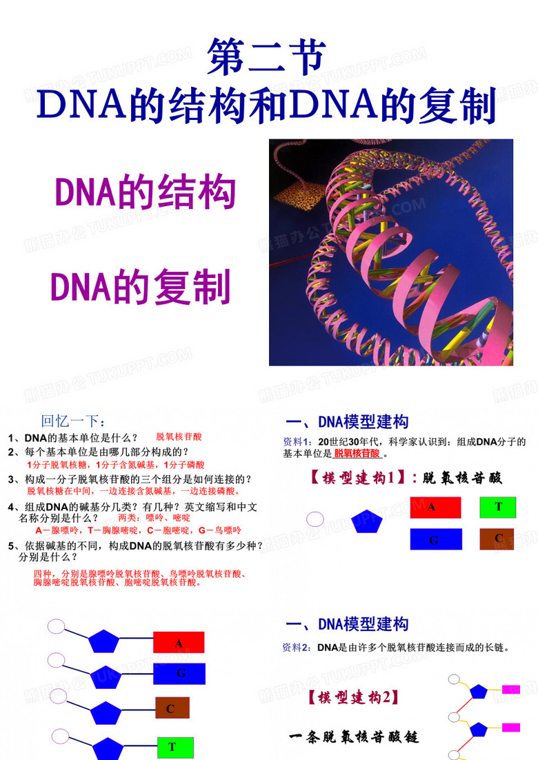 DNA分子的结构