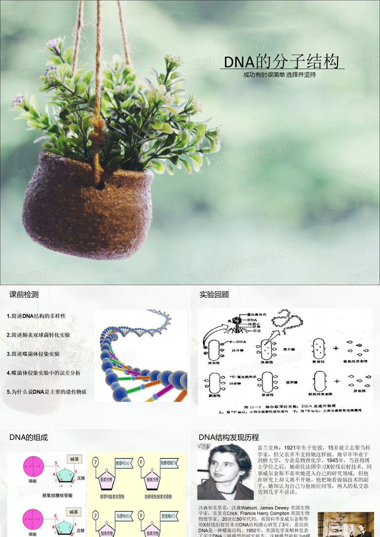 DNA的分子结构