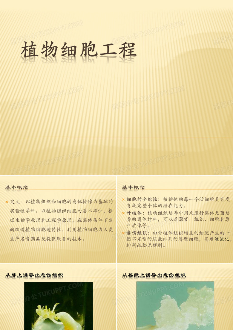 植物细胞工程