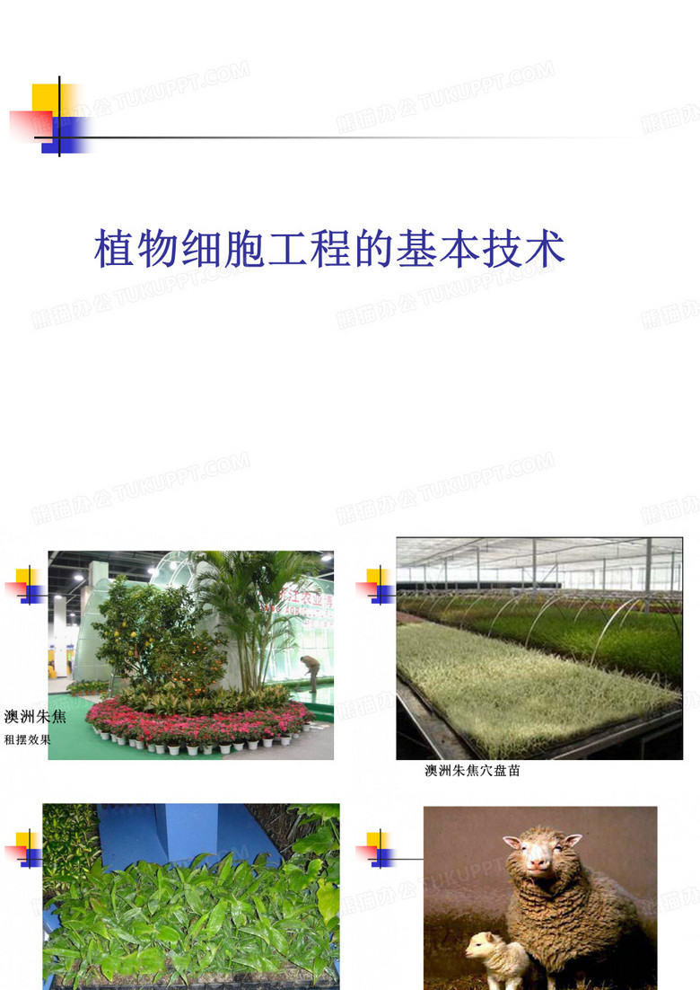 植物细胞工程