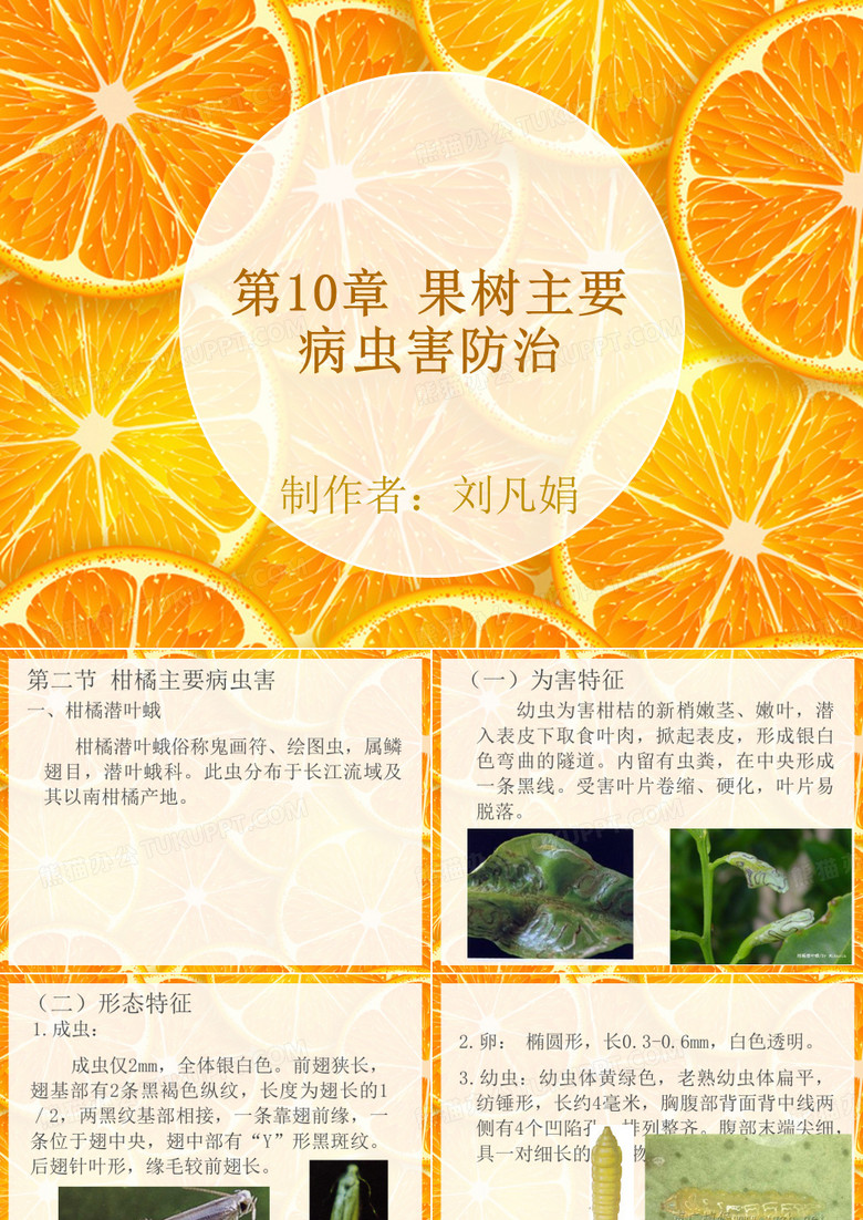 柑橘