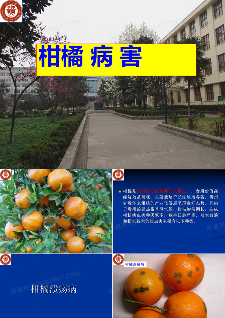 柑橘病害
