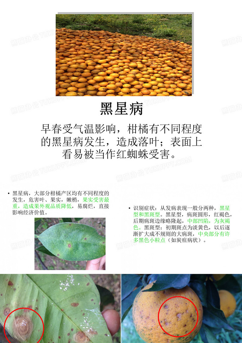 柑橘黑星病