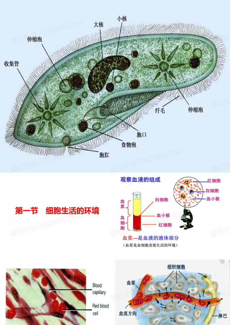 细胞生活的环境