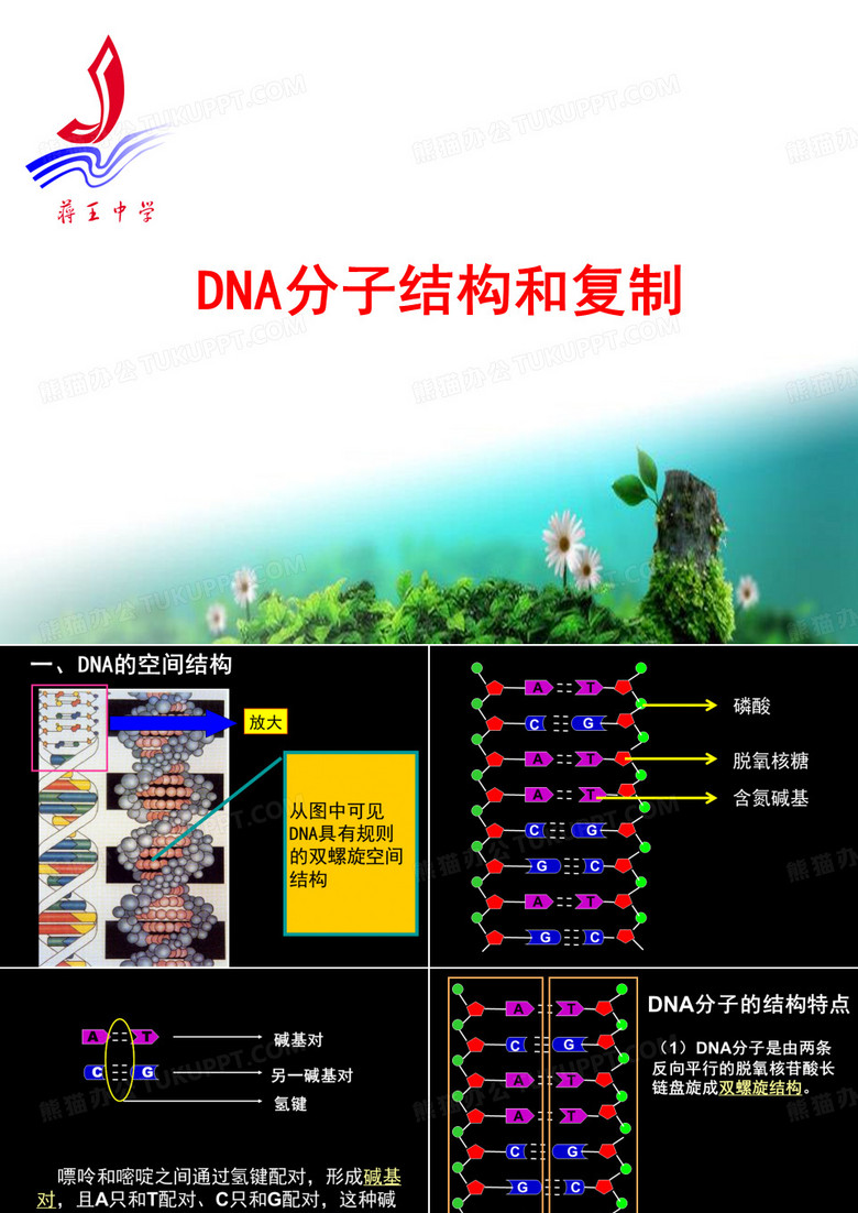 《DNA分子的结构》