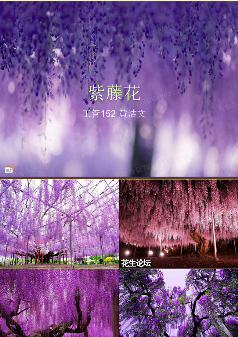 紫藤花具体介绍