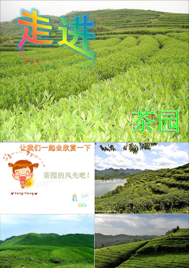 走进茶园