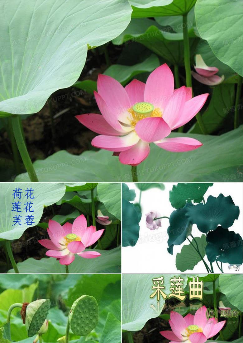《采莲曲》