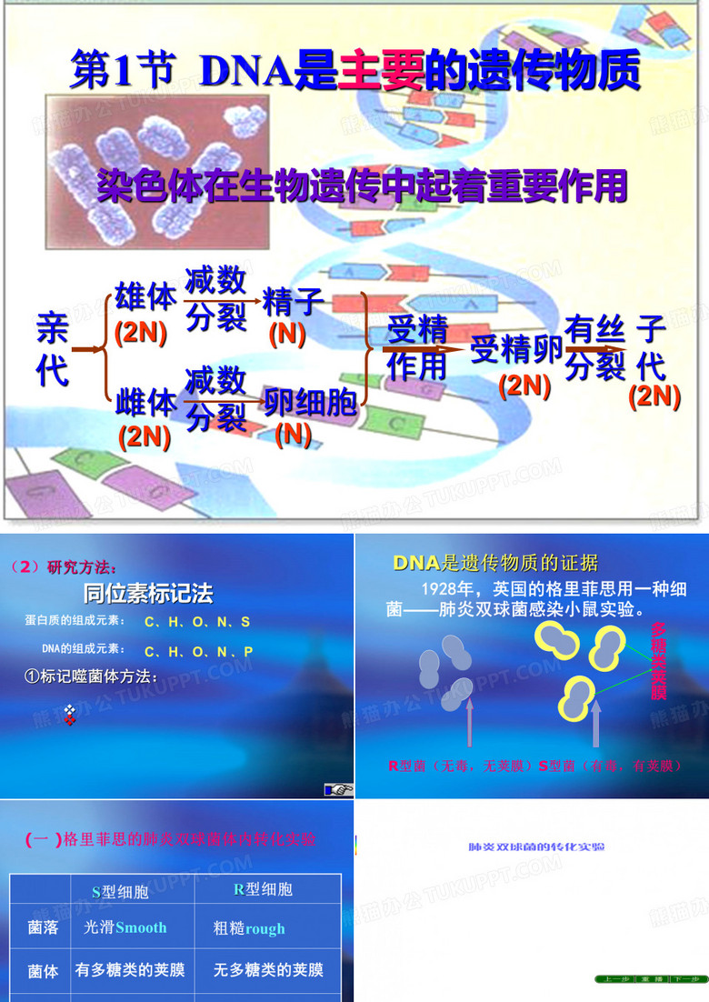 高中生物课件