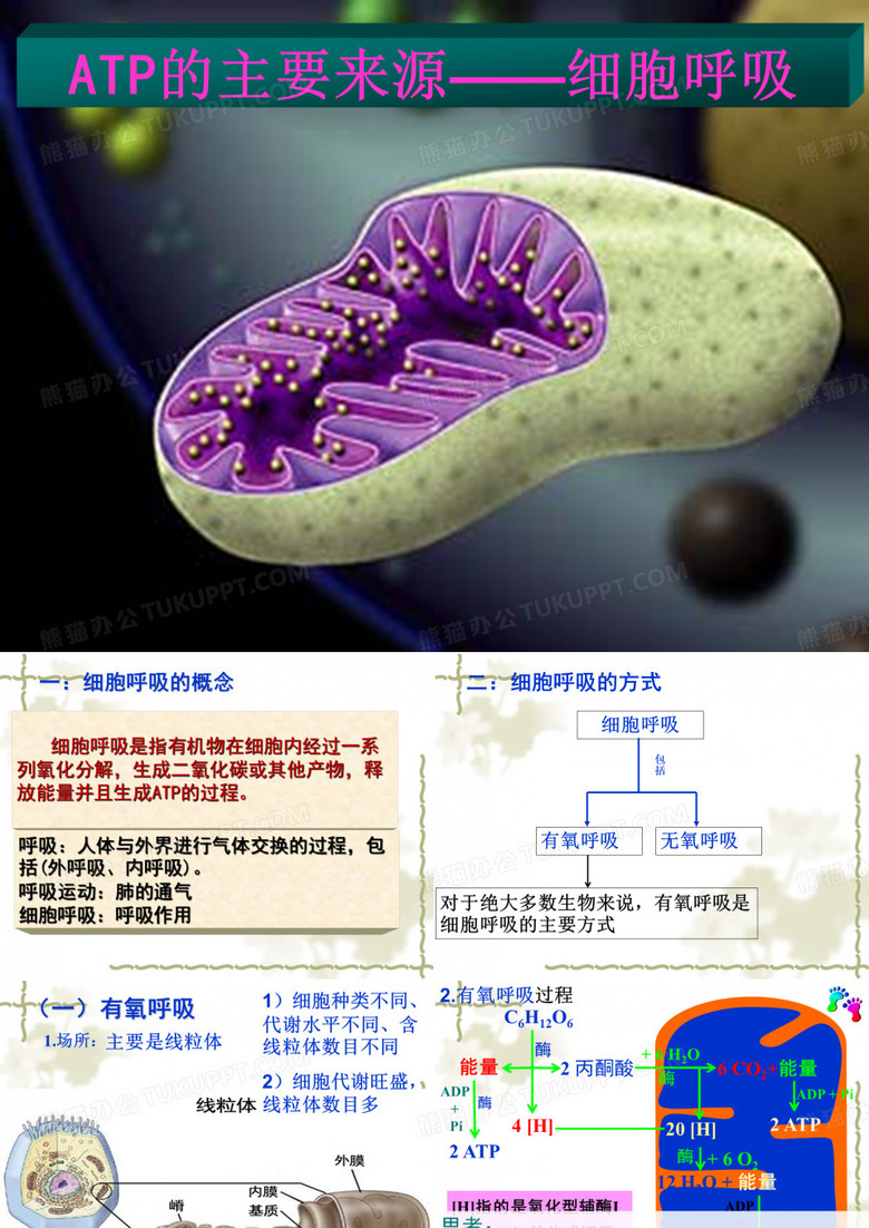 高中生物呼吸作用课件