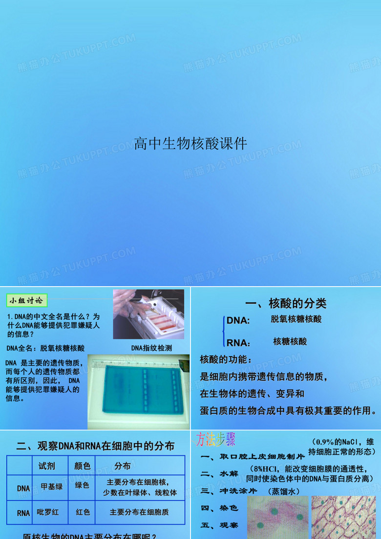 高中生物核酸课件