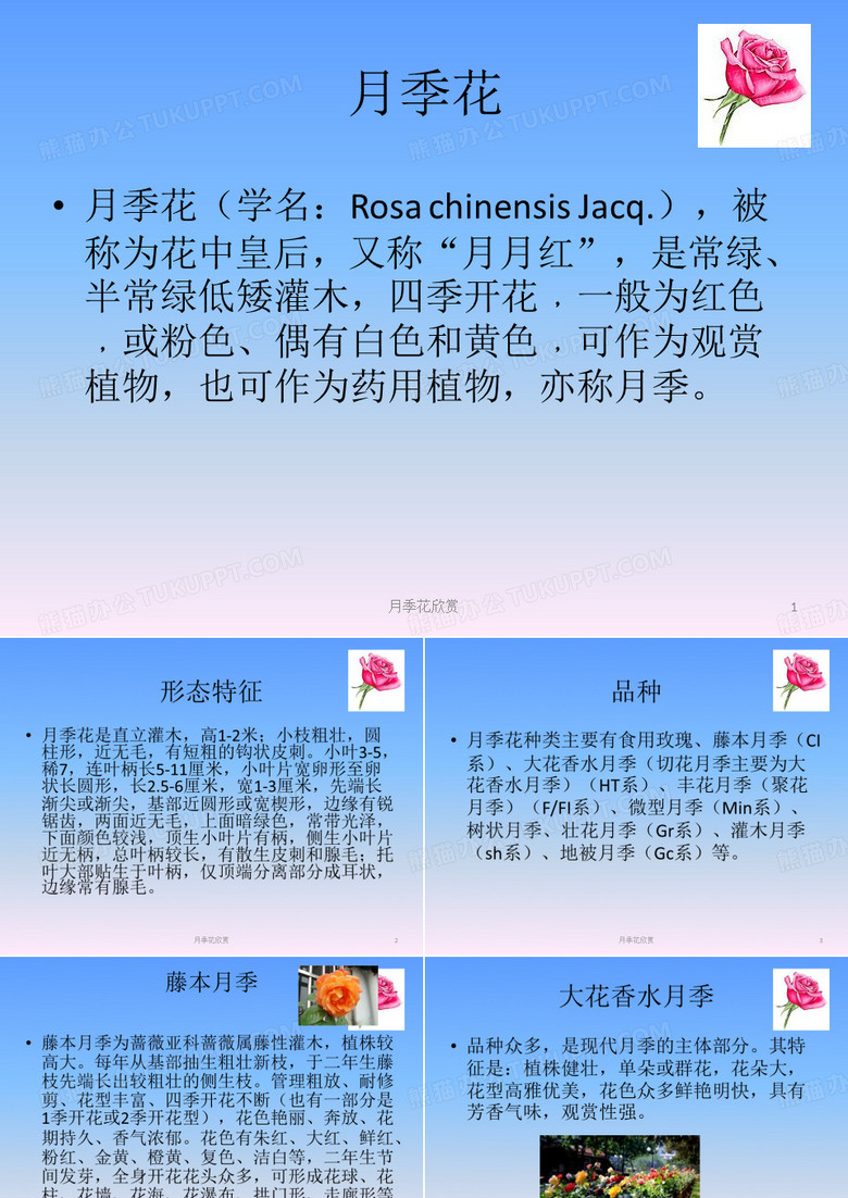 月季花赏析