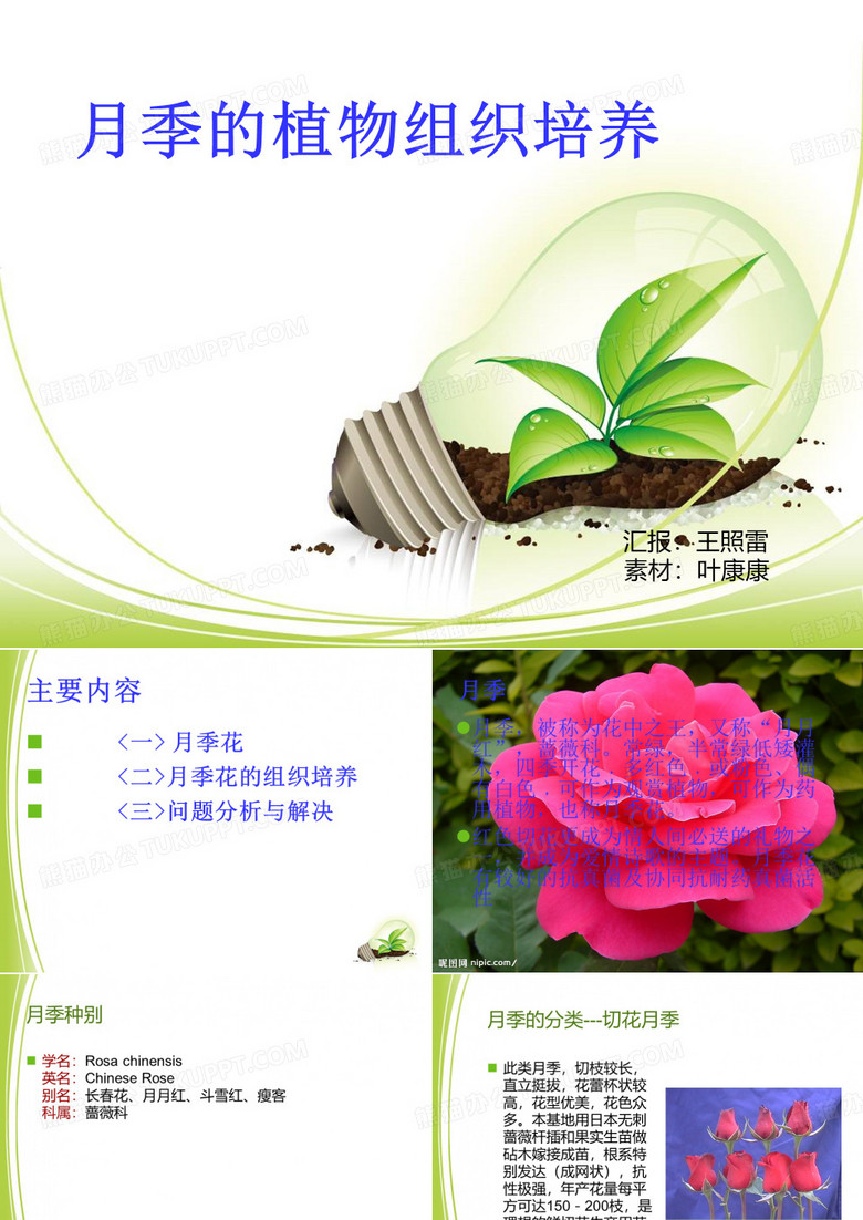 月季花的组织培养 ppt课件