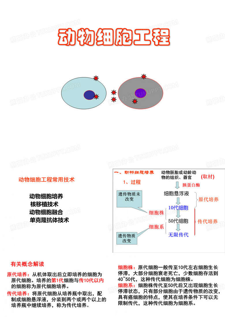 动物细胞细胞工程