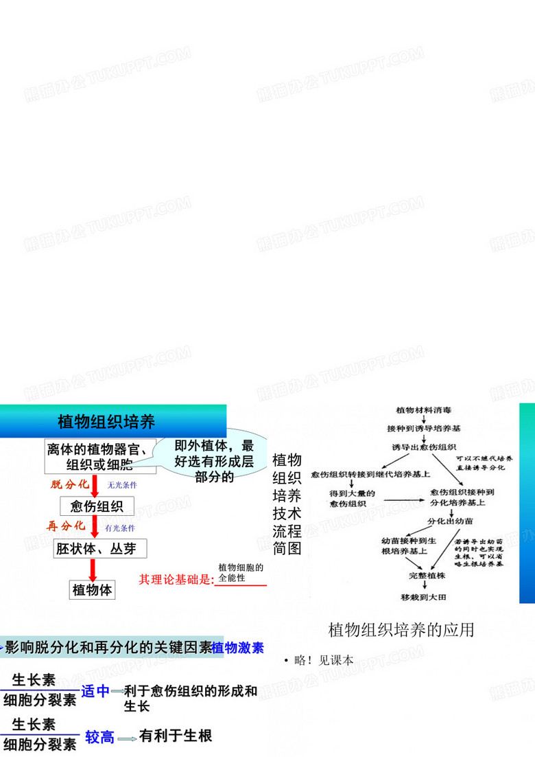 动物细胞工程